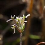 Scandix australis Çiçek