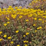 Aeonium spathulatum Alkat (teljes növény)