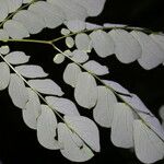 Zapoteca formosa Hoja