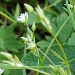 Stellaria graminea Mbuma