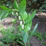 Polygonatum odoratum ফুল