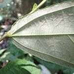 Duboscia macrocarpa Hoja