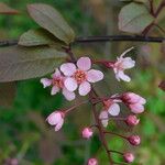 Prunus sargentii Blüte