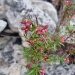 Thliphthisa purpurea Flower