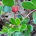 Arctostaphylos uva-ursi Листок