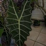 Alocasia sanderiana Levél