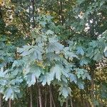 Acer pseudoplatanus Blatt