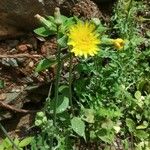 Sonchus oleraceusCvet