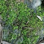 Callitriche palustris Natur