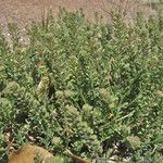 Lepidium oblongum Habitus