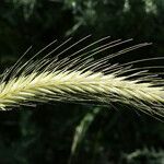 Hordeum bulbosum 花