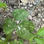 Anarrhinum laxiflorum Flower