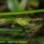 Carex distachya फूल