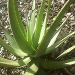 Aloe tomentosa ᱥᱟᱠᱟᱢ