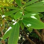 Rhododendron auriculatum Hoja
