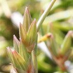 Juncus pygmaeus Frutto