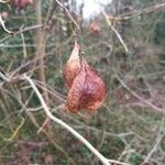 Staphylea trifolia Fruit