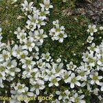 Arenaria tetraquetra Tervik taim