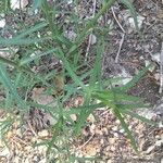 Euphorbia serrata Folha