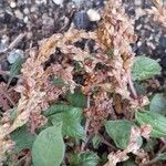 Amaranthus deflexus Plod