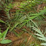 Oenocarpus mapora पत्ता