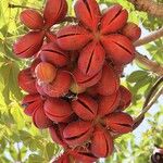 Sterculia foetida Fruit