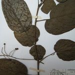 Solanum endopogon Altro
