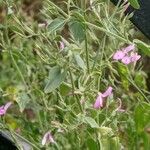 Dicliptera paniculata Leaf