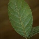 Siparuna decipiens Yaprak