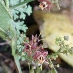 Ayenia aculeata Flower