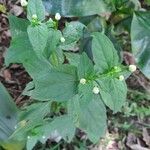 Acmella paniculata Leaf