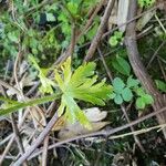 Malva moschata ഇല