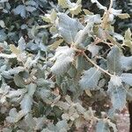 Quercus rotundifolia Leaf