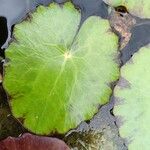 Nymphoides peltata Leaf
