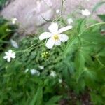 Ranunculus platanifoliusBlomst