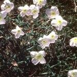 Oenothera albicaulis Vivejo