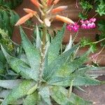 Aloe maculata Leaf