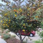 Fremontodendron californicum Агульны выгляд