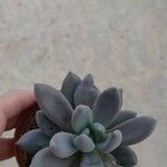 Pachyphytum bracteosum পাতা