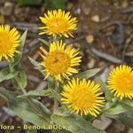 Inula helenioides Alia