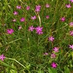 Dianthus deltoides 形態