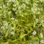 Valeriana locusta Hábito