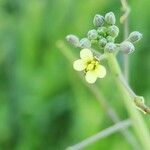 Coincya tournefortii Flower