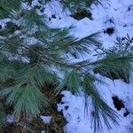 Pinus strobus Ліст