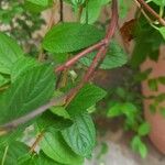 Ceanothus americanus Bark