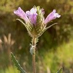 Cleonia lusitanica Flower