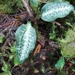 Goodyera oblongifolia Leaf