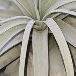 Tillandsia xerographica Leaf