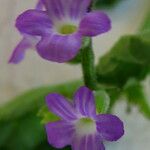 Priva lappulacea Flower