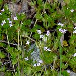 Sherardia arvensis Yeri